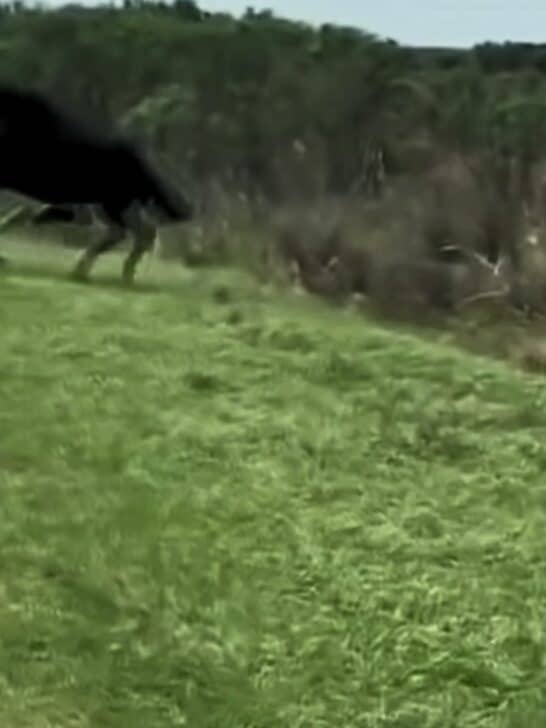 Horse Makes Attack on Alligator to Protect Her Foal