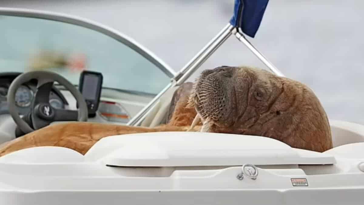 walrus napping in boat