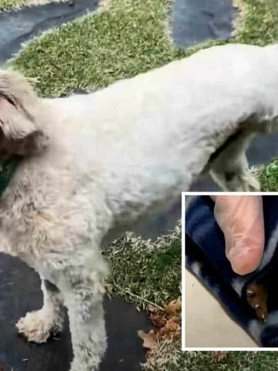 Three-Legged Dog Battling Cancer Rescues Orphaned Otter