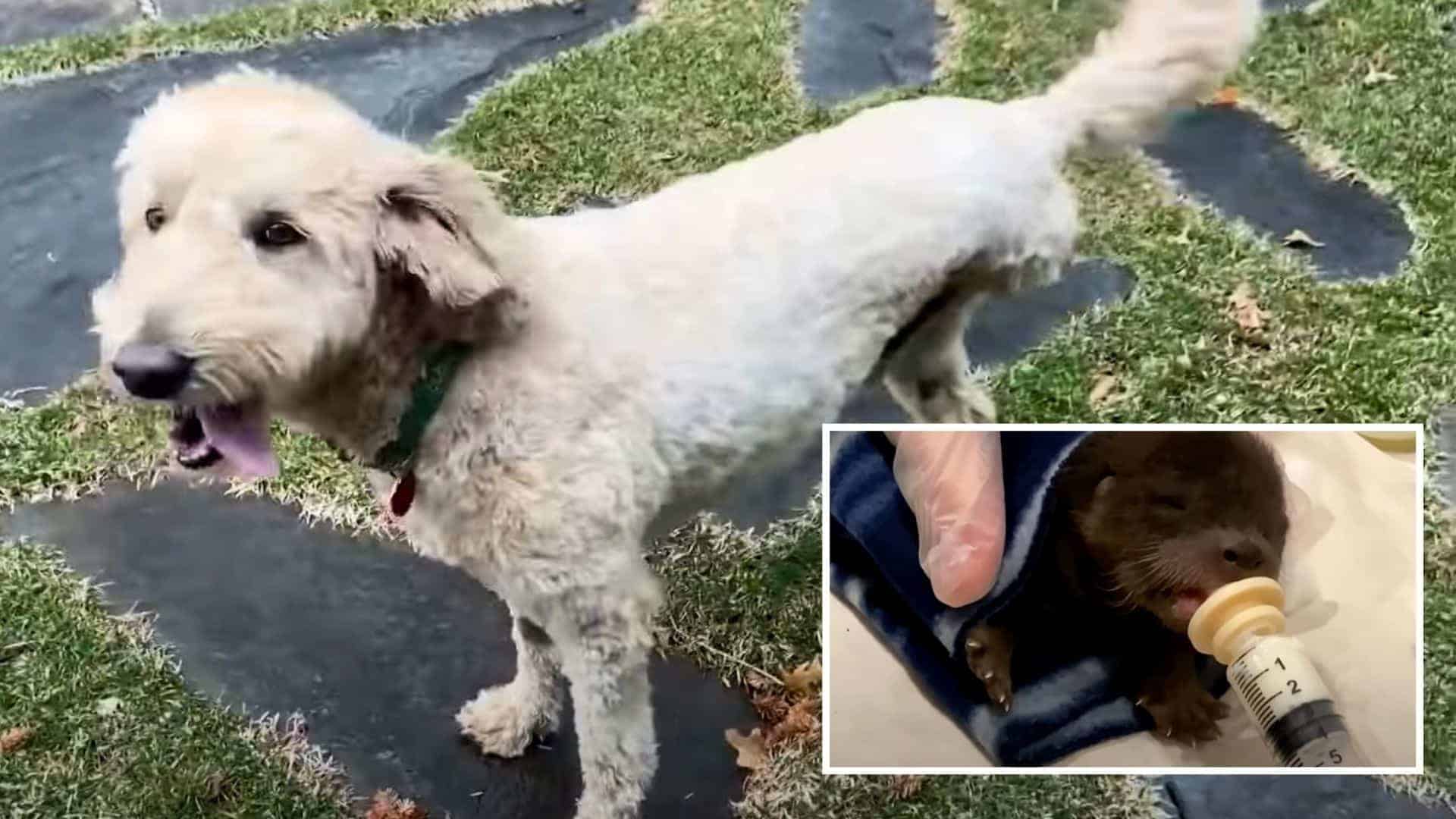 dog rescues orphaned otter
