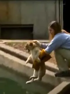 baby lions pass swimming test