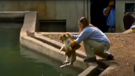 Watch These Adorable Baby Lions Pass Their Swimming Test with Flying Colors