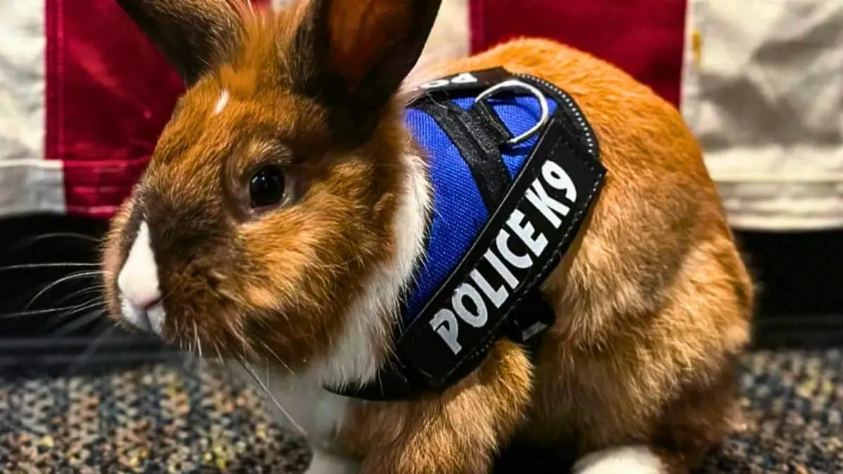 bunny joins police force