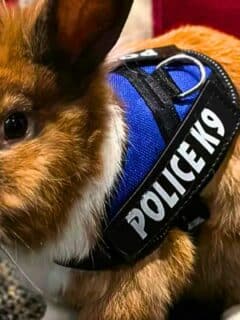 bunny joins police force