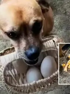 dog collects eggs