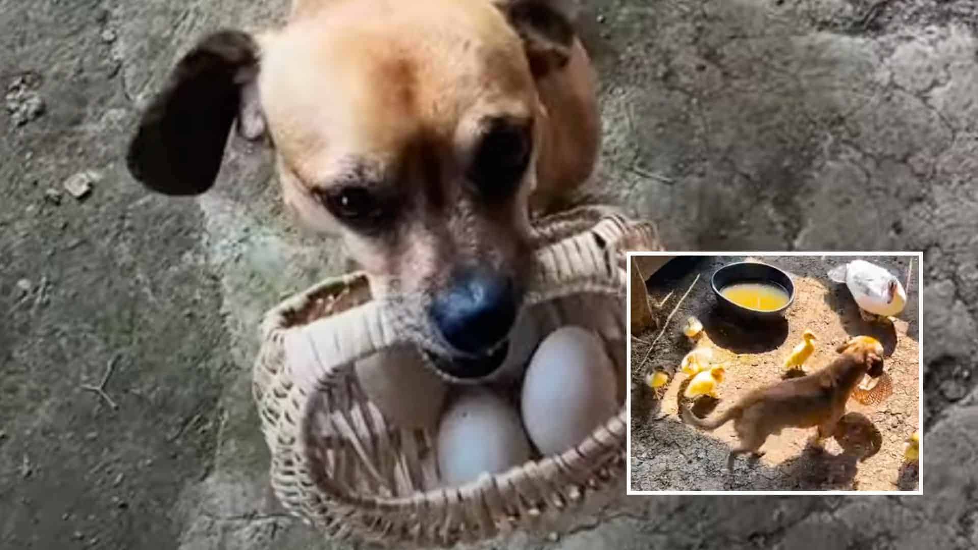 dog collects eggs