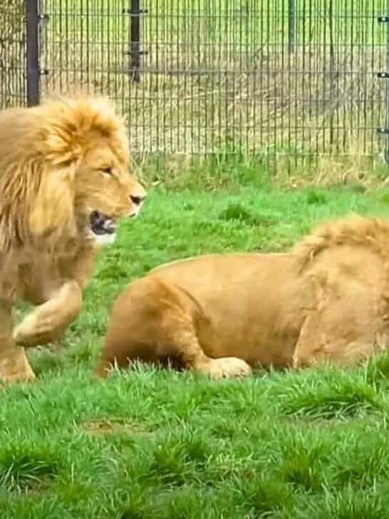 Watch How This Lion Gets Stuck in a Feeding Barrel and Freaks Out