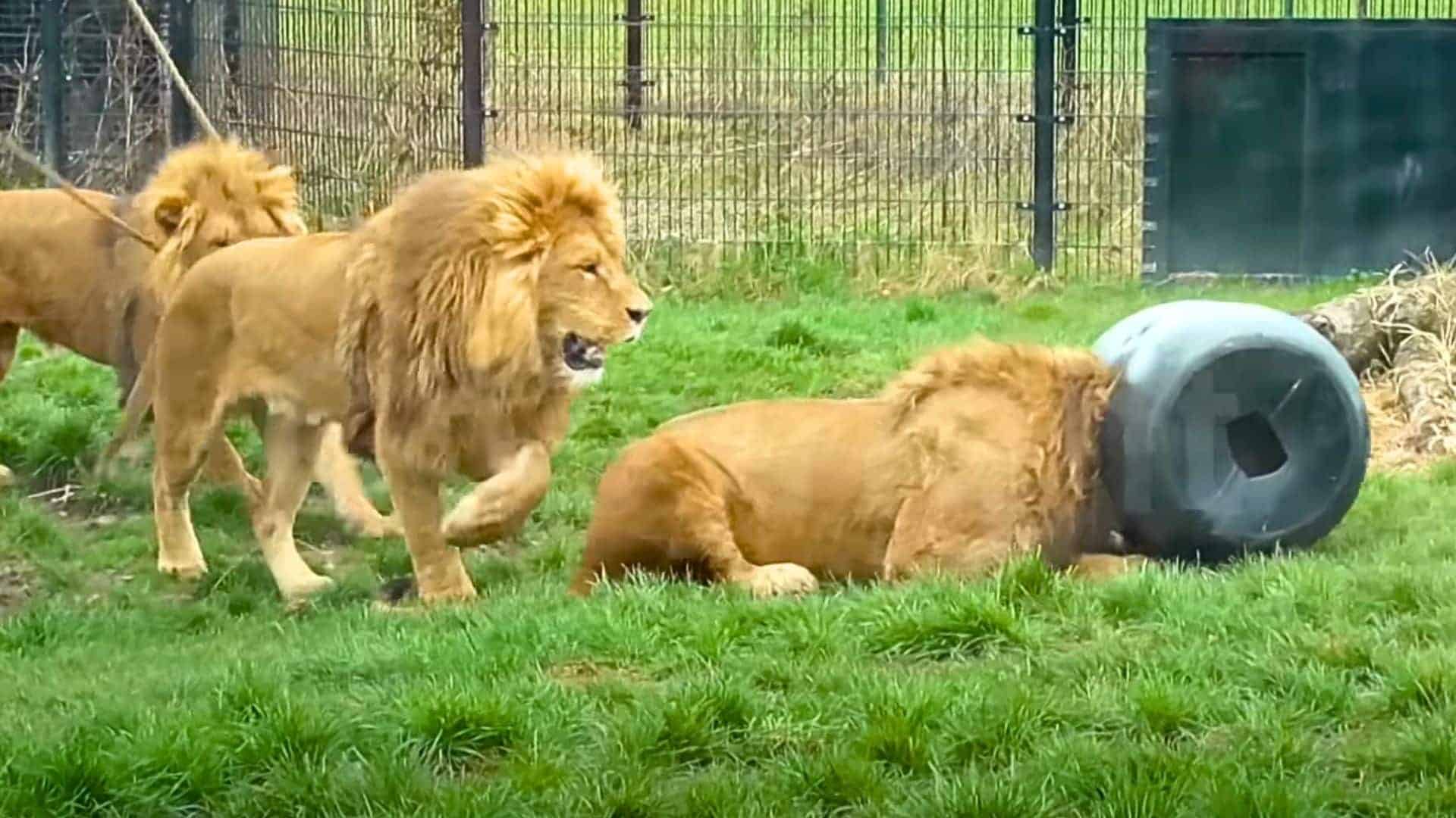 lion gets stuck in feeding barrel