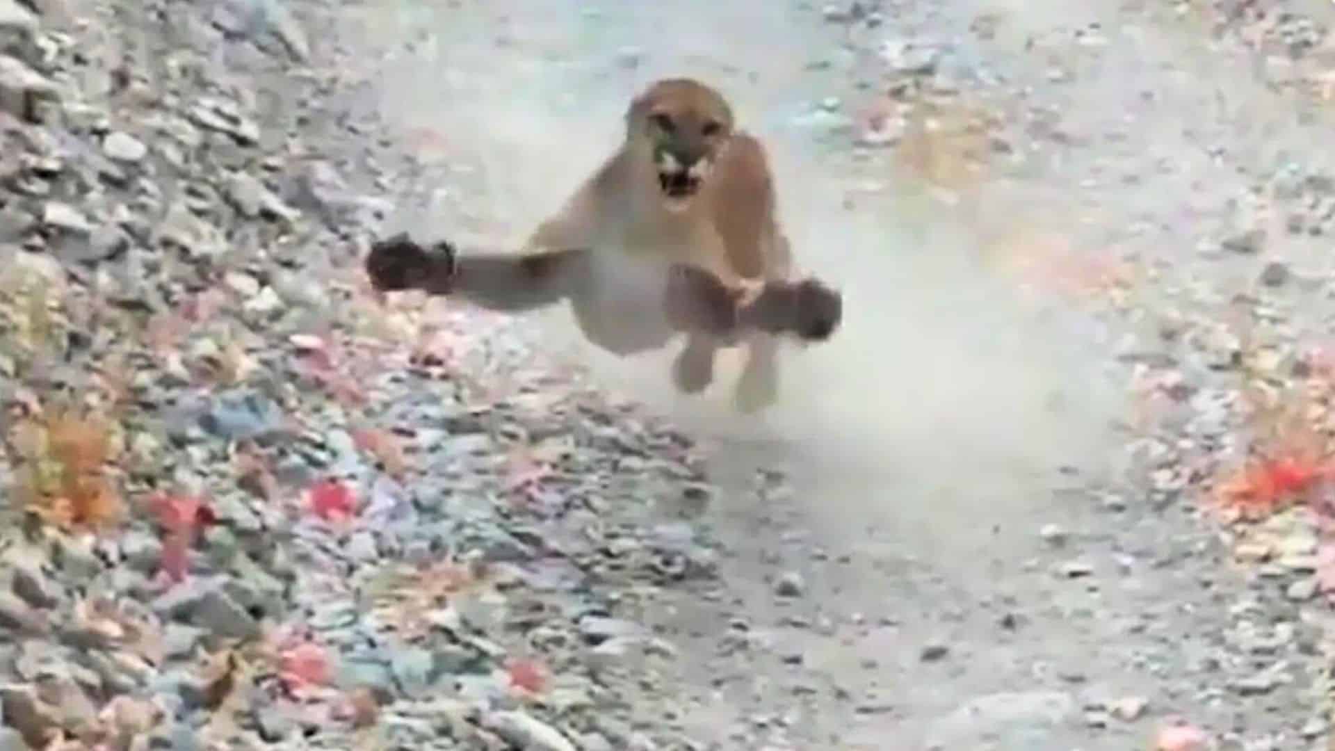 Utah hiker stalked by cougar