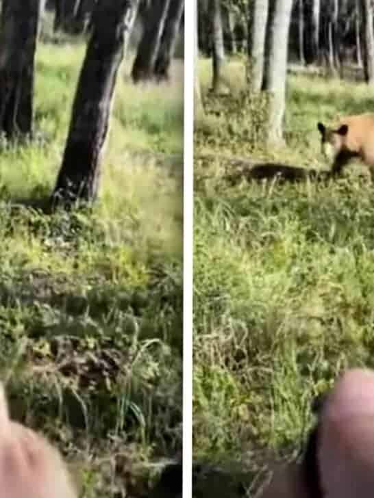 Man Uses Bear Spray and Avoids Bear Attack
