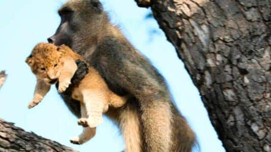 Baboon Kidnaps Lion Cub and Grooms It