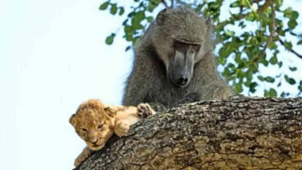 baboon kidnaps lion cub