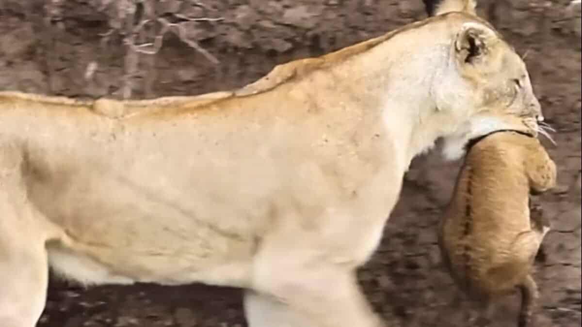 mother lion rescues cub
