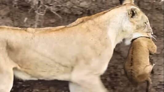 Mother Lion Rescues Helpless Cub Just In Time