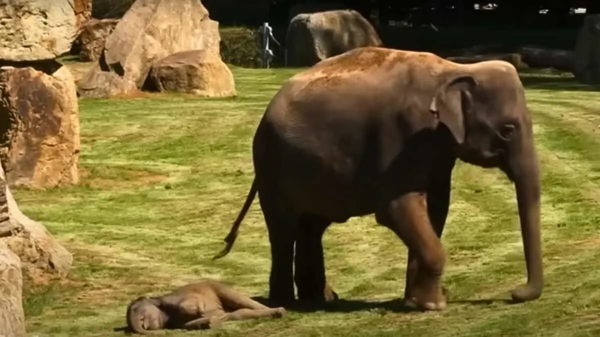 elephant asks zoo keeper for help