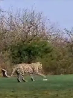 golf game interrupted by leopard