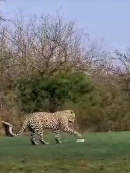 Golf Game Interrupted by Wild Leopard Playing on Course