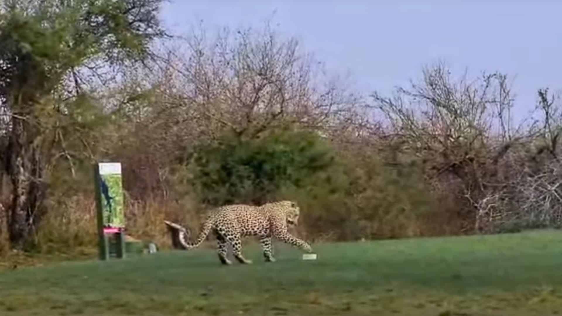golf game interrupted by leopard