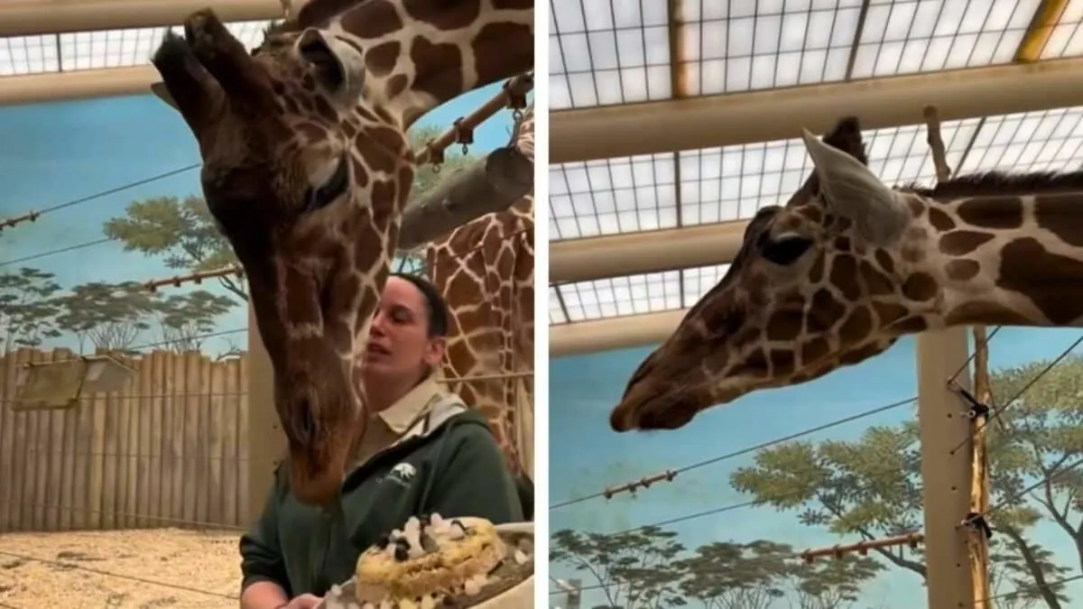 giraffe confused when celebrated