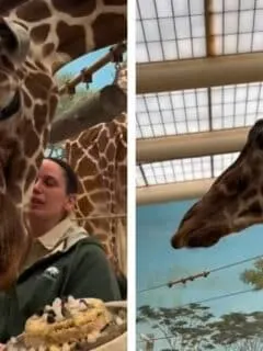 giraffe confused when celebrated