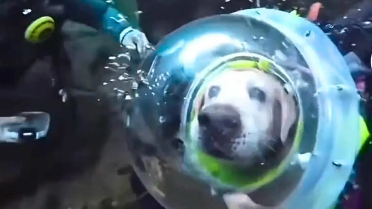 labrador going scuba diving