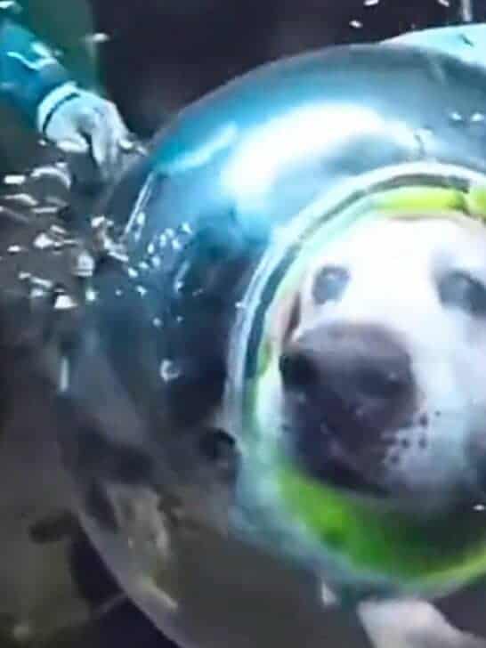 Labrador Going Scuba Diving Causes Internet Uproar