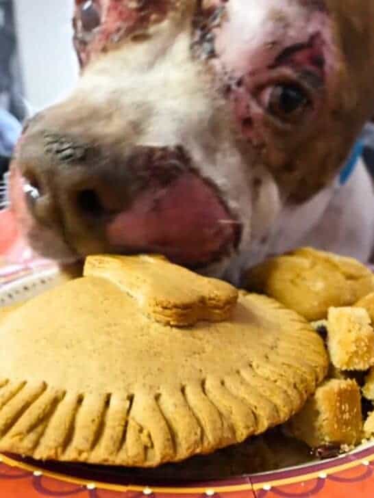 Homeless Dogs Treated to a Thanksgiving Feast