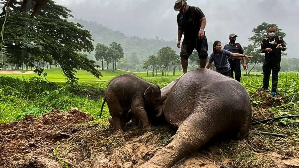 CPR on Elephant