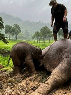CPR on Elephant