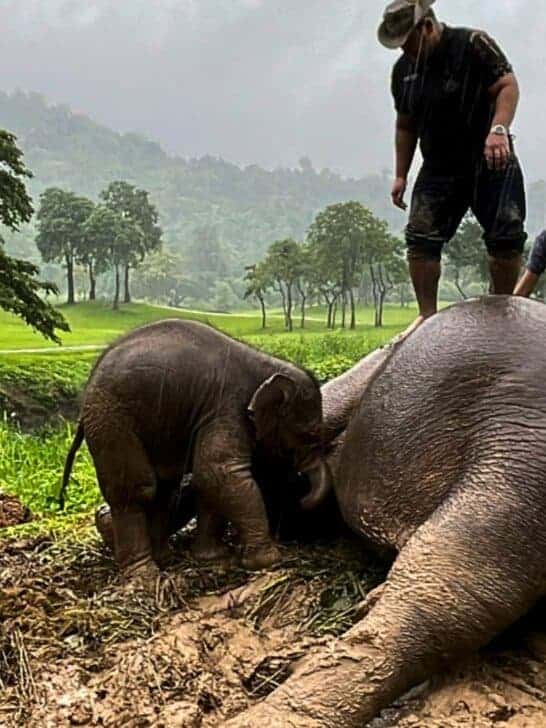 Rescuers Perform CPR on Trapped Elephant