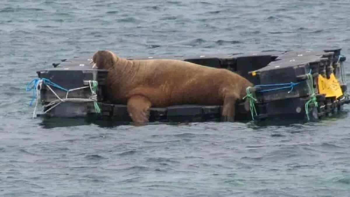 Floating couch gifted to walrus