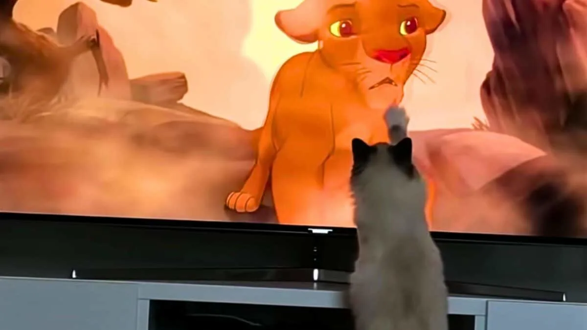 cat watches Mufasa scene