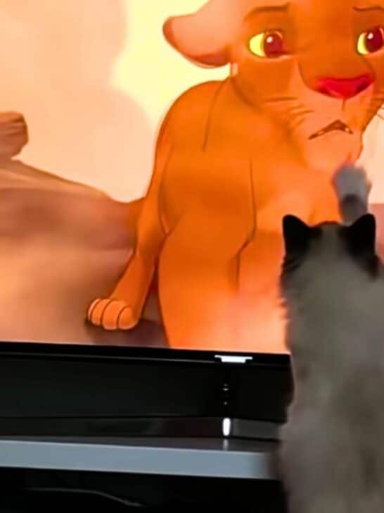 Heartbroken Cat Watches Mufasa Scene From Lion King