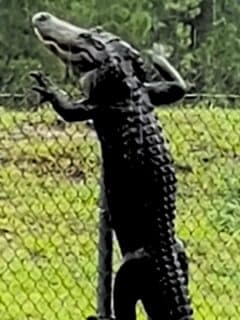 alligator climbs fence