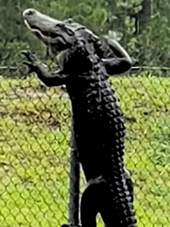 Florida Alligator Easily Climbs Fence