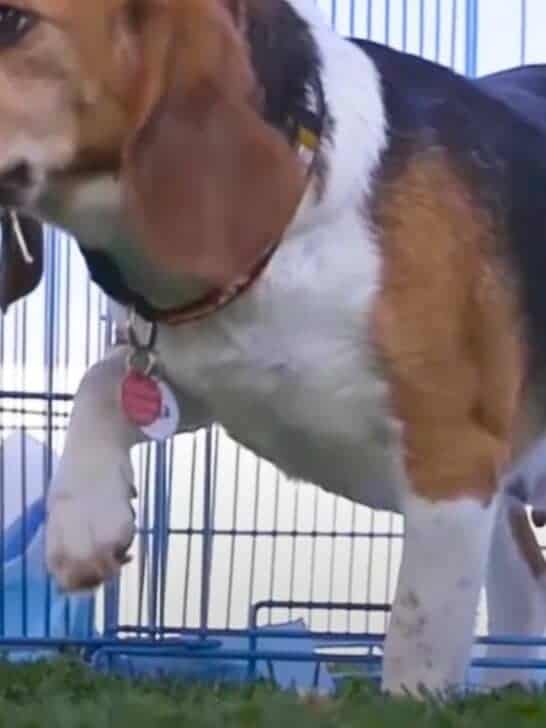 Watch How Rescued Lab Beagles Feel Grass for the First Time
