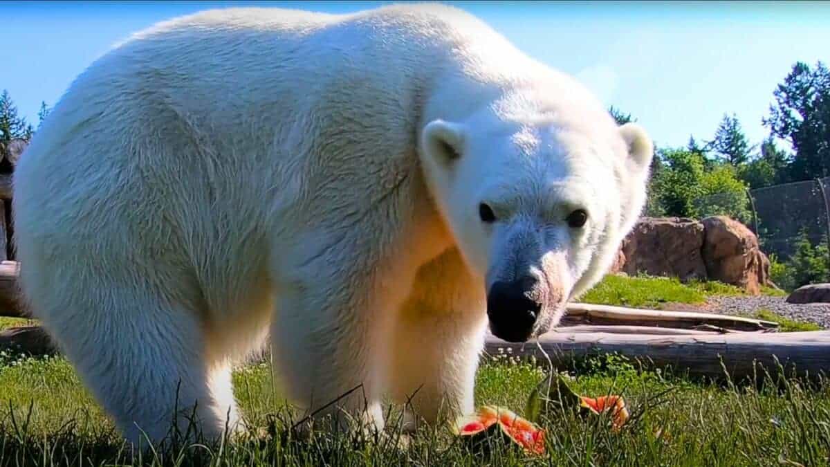 polar bear munches on watermelon