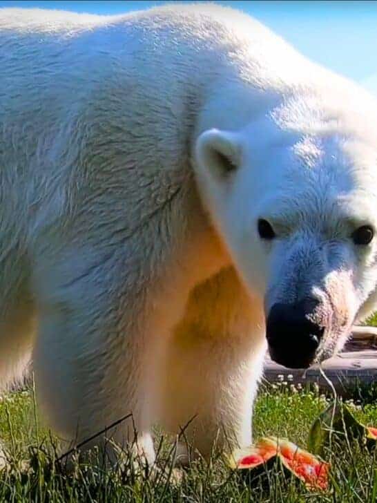 Polar Bear Crushes and Munches on Watermelon