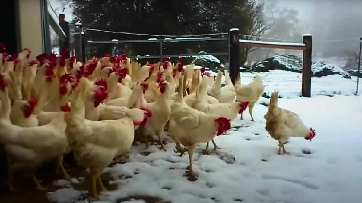 chickens see snow for the first time 