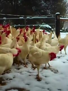chickens see snow for the first time