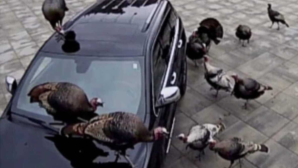 aggressive turkeys in New Jersey