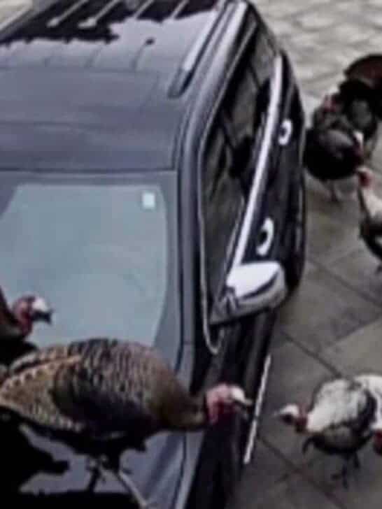 Aggressive Turkeys Become a Problem in New Jersey