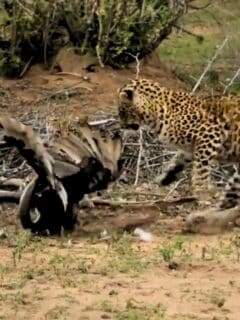 leopard saves eagle