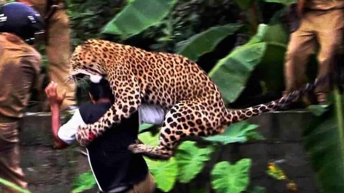 leopard attacks forest guard