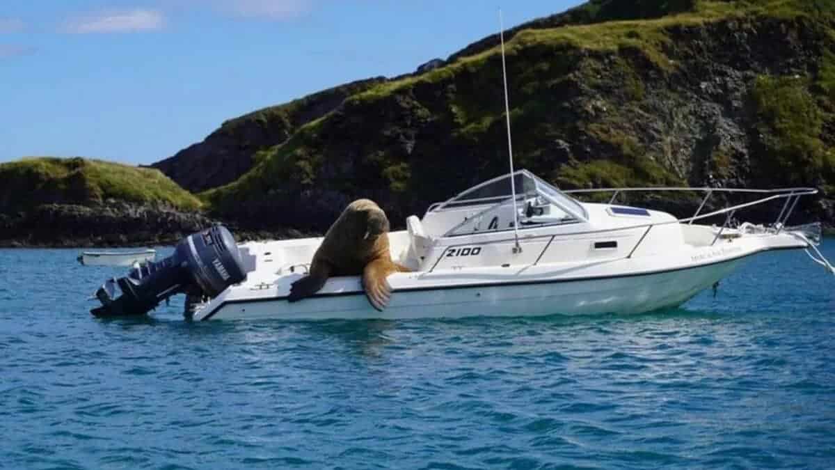 Wally the walrus on a boat