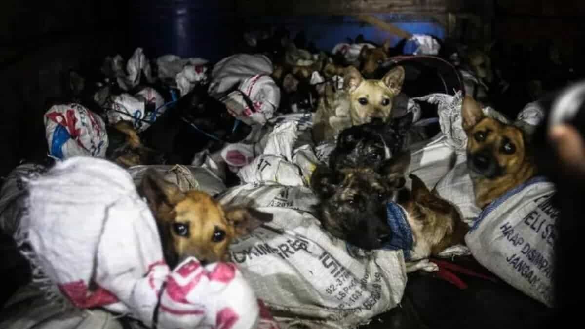 dogs rescued from dog meat industry