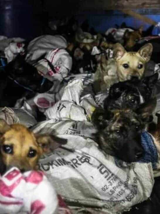 More Than 50 Dogs Rescued from Meat Industry