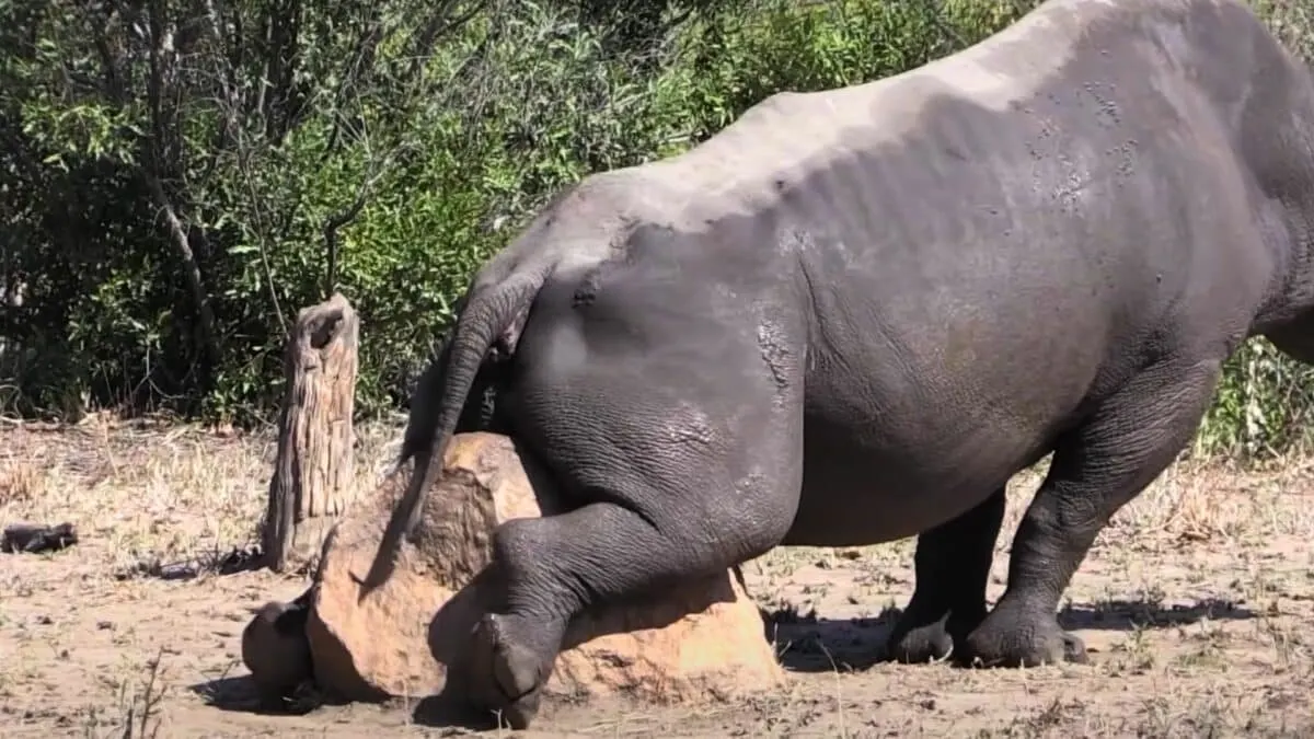 white rhino scratching an itch