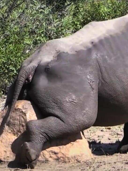 Watch This Huge Rhino Scratching an Itch