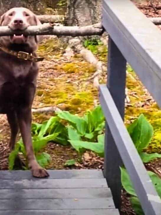 Clever Dog Finds Solution to Stick Problem